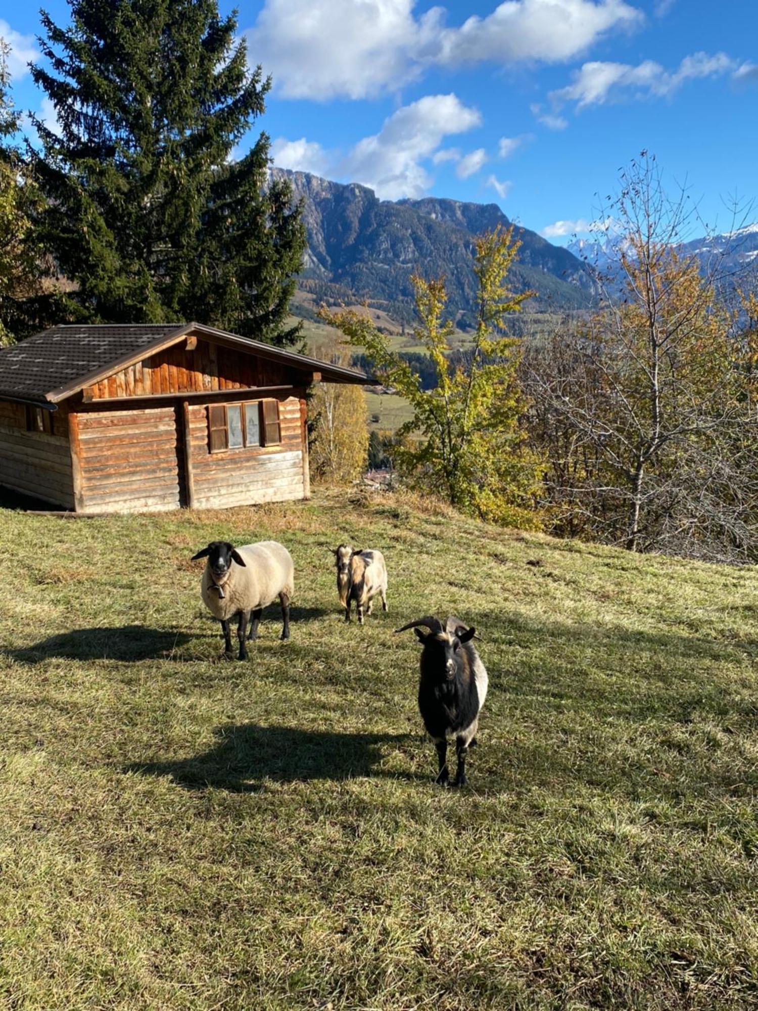 Encia'S Home Dolomiti Castello-Molina di Fiemme Exterior foto